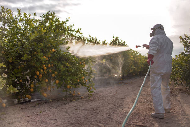 Best Affordable Pest Control Services  in Oak Trail Shores, TX